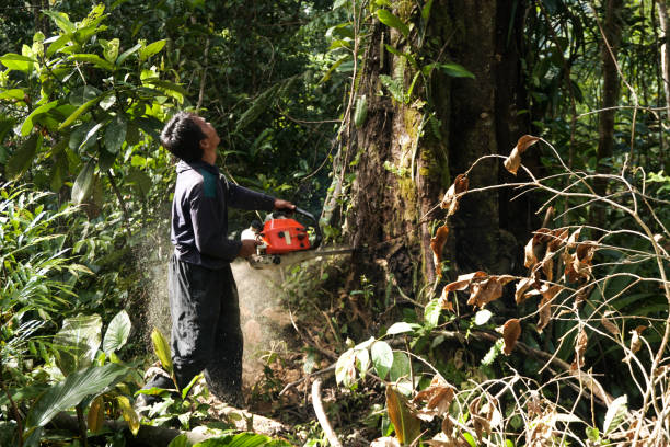 How Our Tree Care Process Works  in  Guerneville, CA