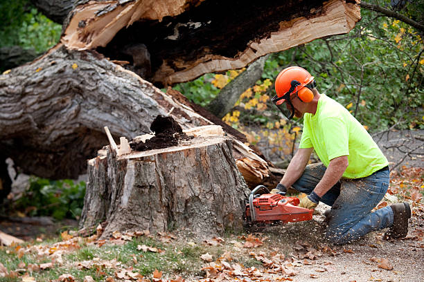 Best Storm Damage Tree Cleanup  in Guerneville, CA